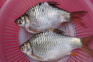 Cá mè sông Mực