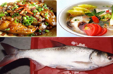Cá mè sông Mực Sầm Sơn